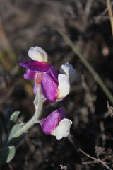 Lathyrus littoralis