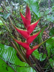 Heliconia stricta