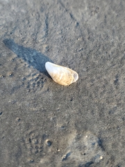 Mytilopsis leucophaeata