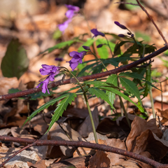 Cardamine glanduligera