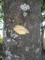 Lonchocarpus campestris