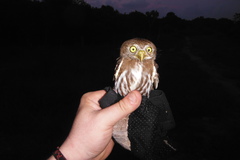 Glaucidium brasilianum