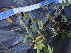 Lonchocarpus campestris