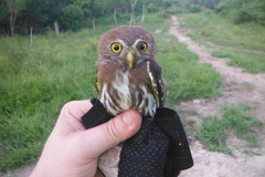 Glaucidium brasilianum