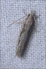 Holocola melanographa