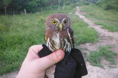 Glaucidium brasilianum