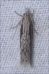 Holocola melanographa