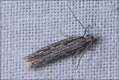 Holocola melanographa