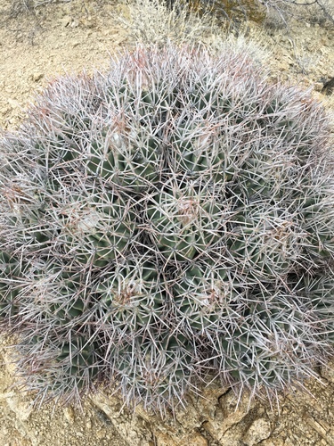 Cottontop Cactus