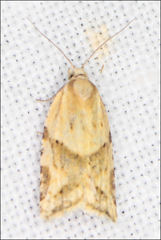 Clepsis therina