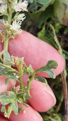 Reseda duriaeana image