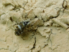 Salticus scenicus