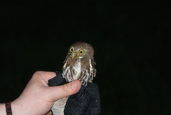 Glaucidium brasilianum