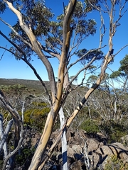 Eucalyptus coccifera