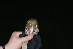 Glaucidium brasilianum