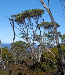 Eucalyptus coccifera