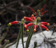 Erica massonii