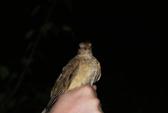 Turdus grayi