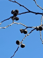 Eucalyptus coccifera