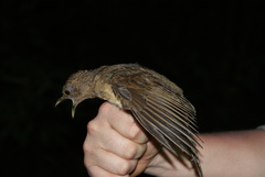 Turdus grayi