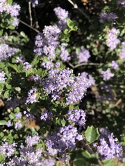 Ceanothus jepsonii