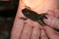 Lithobates