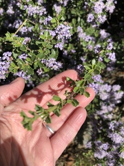 Ceanothus jepsonii