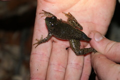 Lithobates