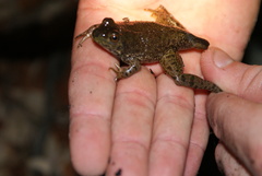 Lithobates