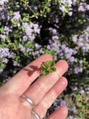 Ceanothus jepsonii