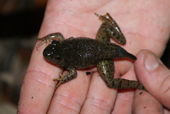 Lithobates