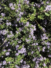 Ceanothus jepsonii