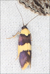 Telecrates laetiorella