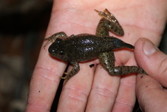 Lithobates