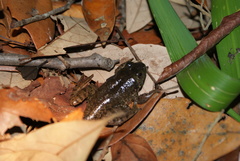 Lithobates