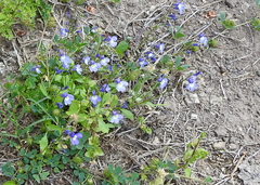 Lobelia berlandieri