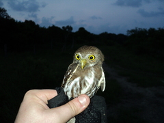 Glaucidium brasilianum