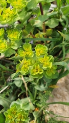 Euphorbia helioscopia image