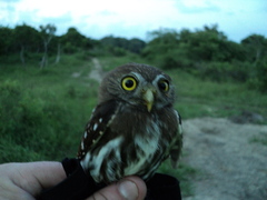 Glaucidium brasilianum