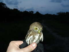 Glaucidium brasilianum