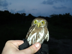 Glaucidium brasilianum