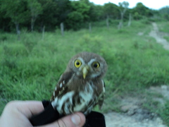 Glaucidium brasilianum