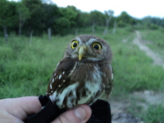 Glaucidium brasilianum