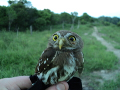 Glaucidium brasilianum