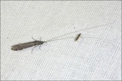 Triplectides similis