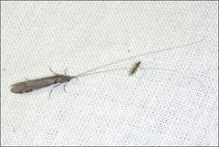 Triplectides similis