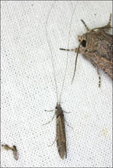 Triplectides similis