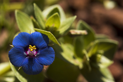 Lysimachia arvensis caerulea