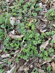 Alliaria petiolata
