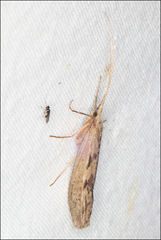 Kosrheithrus tillyardi